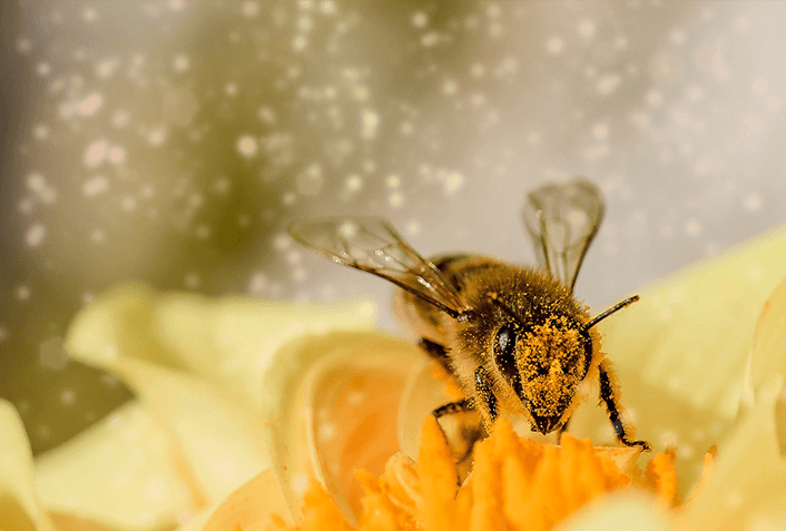 なぜ花粉症が肌荒れを引き起こすのか